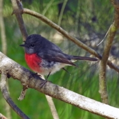 Petroica rosea at Fyshwick, ACT - 8 Sep 2019