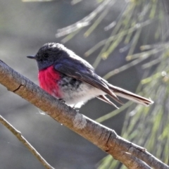 Petroica rosea at Fyshwick, ACT - 8 Sep 2019