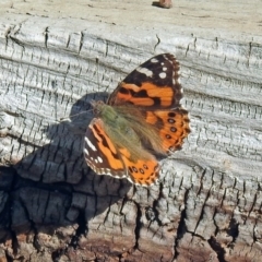 Vanessa kershawi (Australian Painted Lady) at Macarthur, ACT - 8 Sep 2019 by RodDeb