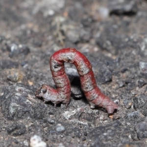 Geometridae (family) IMMATURE at Acton, ACT - 3 Sep 2019 01:28 PM