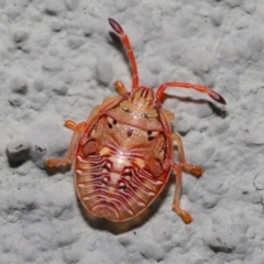 Acanthosomatidae (family) (Unidentified Acanthosomatid shield bug) at ANBG - 6 Sep 2019 by TimL