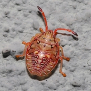 Acanthosomatidae (family) at Hackett, ACT - 6 Sep 2019