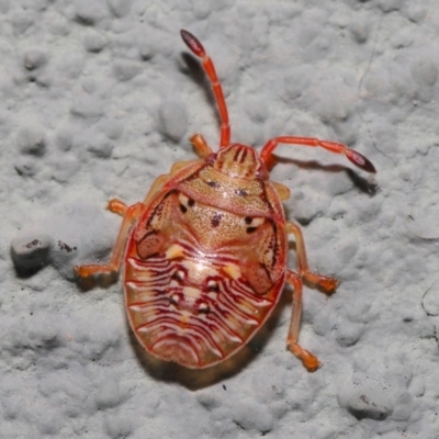 Acanthosomatidae (family) (Unidentified Acanthosomatid shield bug) at Hackett, ACT - 6 Sep 2019 by TimL