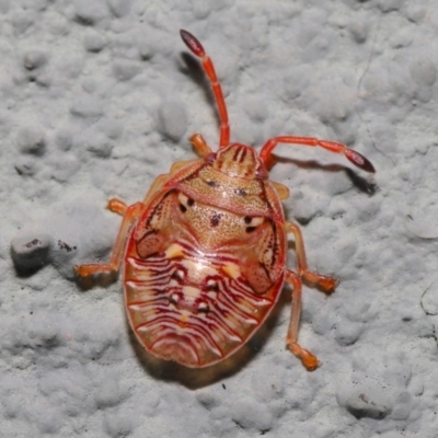 Acanthosomatidae (family) (Unidentified Acanthosomatid shield bug) at ANBG - 6 Sep 2019 by TimL