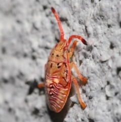 Acanthosomatidae (family) at Hackett, ACT - 6 Sep 2019