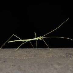 Phasmida sp. (order) (Unidentified stick insect) at Acton, ACT - 6 Sep 2019 by TimL