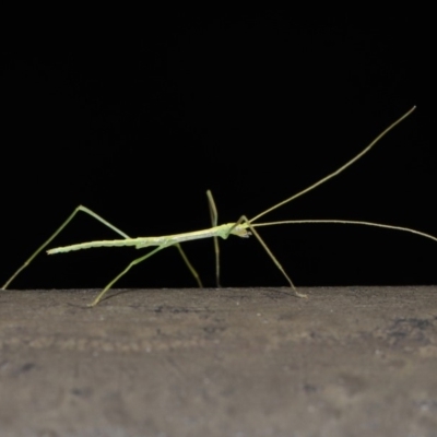 Phasmatodea (order) (Unidentified stick insect) at ANBG - 6 Sep 2019 by TimL