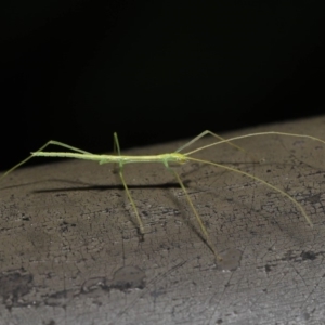 Phasmatodea (order) at Acton, ACT - 6 Sep 2019