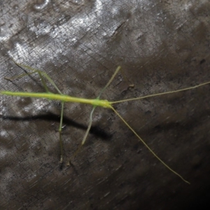 Phasmatodea (order) at Acton, ACT - 6 Sep 2019