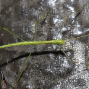 Phasmatodea (order) at Acton, ACT - 6 Sep 2019