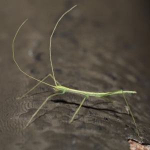 Phasmatodea (order) at Acton, ACT - 6 Sep 2019