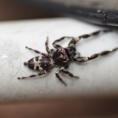 Sandalodes superbus (Ludicra Jumping Spider) at Wamboin, NSW - 22 Mar 2019 by natureguy