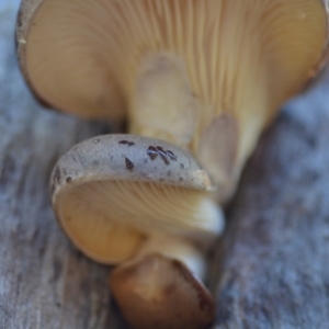 Pleurotus at Wamboin, NSW - 26 Apr 2019 02:28 PM