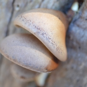 Pleurotus at Wamboin, NSW - 26 Apr 2019 02:28 PM