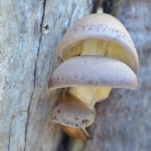 Pleurotus at Wamboin, NSW - 26 Apr 2019 02:28 PM