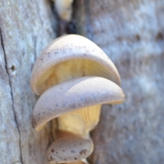 Pleurotus at Wamboin, NSW - 26 Apr 2019 02:28 PM