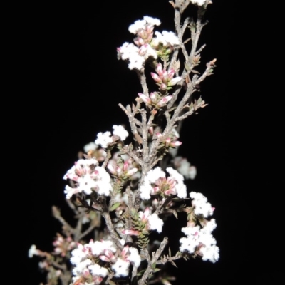 Leucopogon attenuatus (Small-leaved Beard Heath) at Pine Island to Point Hut - 29 Aug 2019 by michaelb