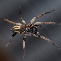 Venatrix speciosa (Wolf spider) at Evatt, ACT - 6 Sep 2019 by TimL
