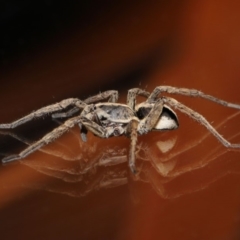 Venatrix speciosa at Evatt, ACT - 6 Sep 2019