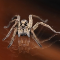 Venatrix speciosa at Evatt, ACT - 6 Sep 2019