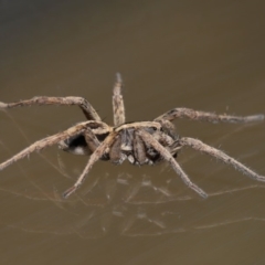 Venatrix speciosa at Evatt, ACT - 6 Sep 2019