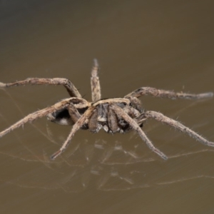 Venatrix speciosa at Evatt, ACT - 6 Sep 2019