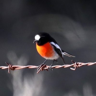 Petroica boodang (Scarlet Robin) at Majura, ACT - 21 Aug 2019 by jbromilow50