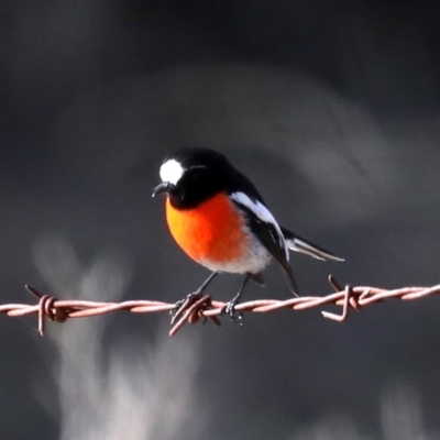 Petroica boodang (Scarlet Robin) at Mount Ainslie - 21 Aug 2019 by jb2602