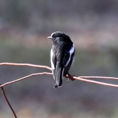 Petroica boodang at Majura, ACT - 21 Aug 2019 03:10 PM