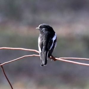 Petroica boodang at Majura, ACT - 21 Aug 2019