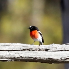 Petroica boodang at Majura, ACT - 21 Aug 2019 03:10 PM