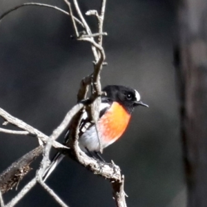 Petroica boodang at Majura, ACT - 21 Aug 2019 03:10 PM