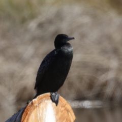 Phalacrocorax sulcirostris (Little Black Cormorant) at Dickson, ACT - 23 Aug 2019 by jb2602