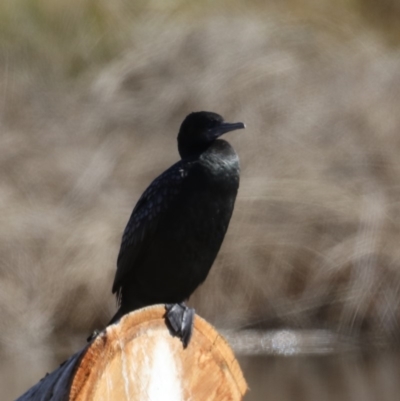 Phalacrocorax sulcirostris (Little Black Cormorant) at Dickson Wetland Corridor - 22 Aug 2019 by jb2602