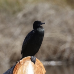 Phalacrocorax sulcirostris (Little Black Cormorant) at Dickson to Lyneham Wetlands Corridor - 22 Aug 2019 by jb2602