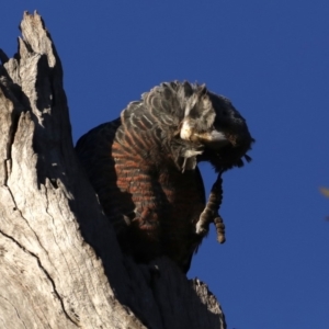 Callocephalon fimbriatum at Ainslie, ACT - 24 Aug 2019