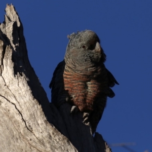 Callocephalon fimbriatum at Ainslie, ACT - 24 Aug 2019