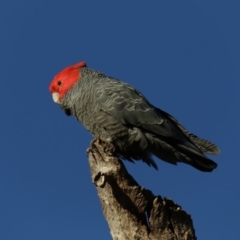 Callocephalon fimbriatum at Ainslie, ACT - 24 Aug 2019