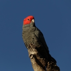 Callocephalon fimbriatum at Ainslie, ACT - suppressed