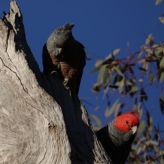 Callocephalon fimbriatum at Ainslie, ACT - 24 Aug 2019