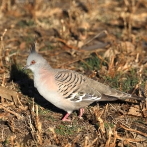Ocyphaps lophotes at Ainslie, ACT - 24 Aug 2019