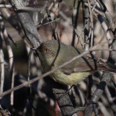 Acanthiza reguloides (Buff-rumped Thornbill) at Mount Ainslie - 24 Aug 2019 by jb2602