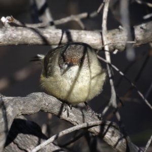 Acanthiza reguloides at Majura, ACT - 24 Aug 2019 02:56 PM