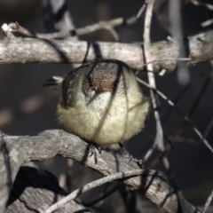 Acanthiza reguloides at Majura, ACT - 24 Aug 2019