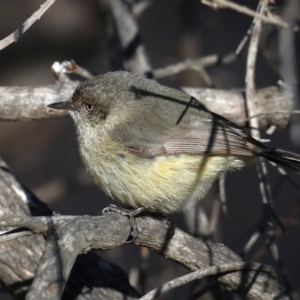 Acanthiza reguloides at Majura, ACT - 24 Aug 2019