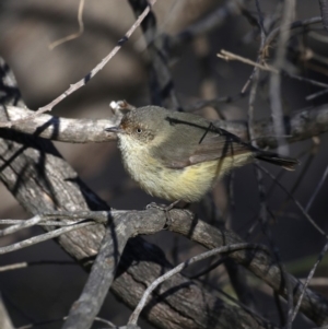 Acanthiza reguloides at Majura, ACT - 24 Aug 2019