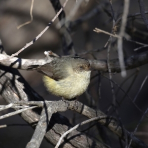 Acanthiza reguloides at Majura, ACT - 24 Aug 2019