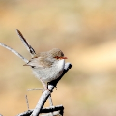 Malurus cyaneus (Superb Fairywren) at Mount Ainslie - 24 Aug 2019 by jb2602