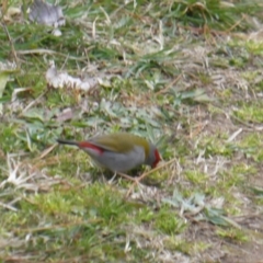 Neochmia temporalis (Red-browed Finch) at Isaacs, ACT - 9 Sep 2017 by Mike