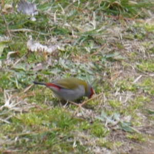 Neochmia temporalis at Isaacs, ACT - 9 Sep 2017